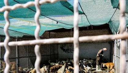 ایجاد مجموعه جدید نگهداری سگ&zwnj;های بلاصاحب در سرخه حصار