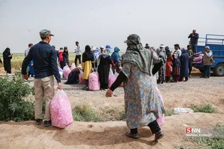  برداشت گل محمدی در قم 