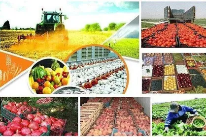 صادرات بیش از یک هزار محموله محصولات دامی و کشاورزی از استان البرز در سال ۱۴۰۳