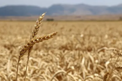 قیمت نهایی گندم بالاخره تعیین شد + جزییات
