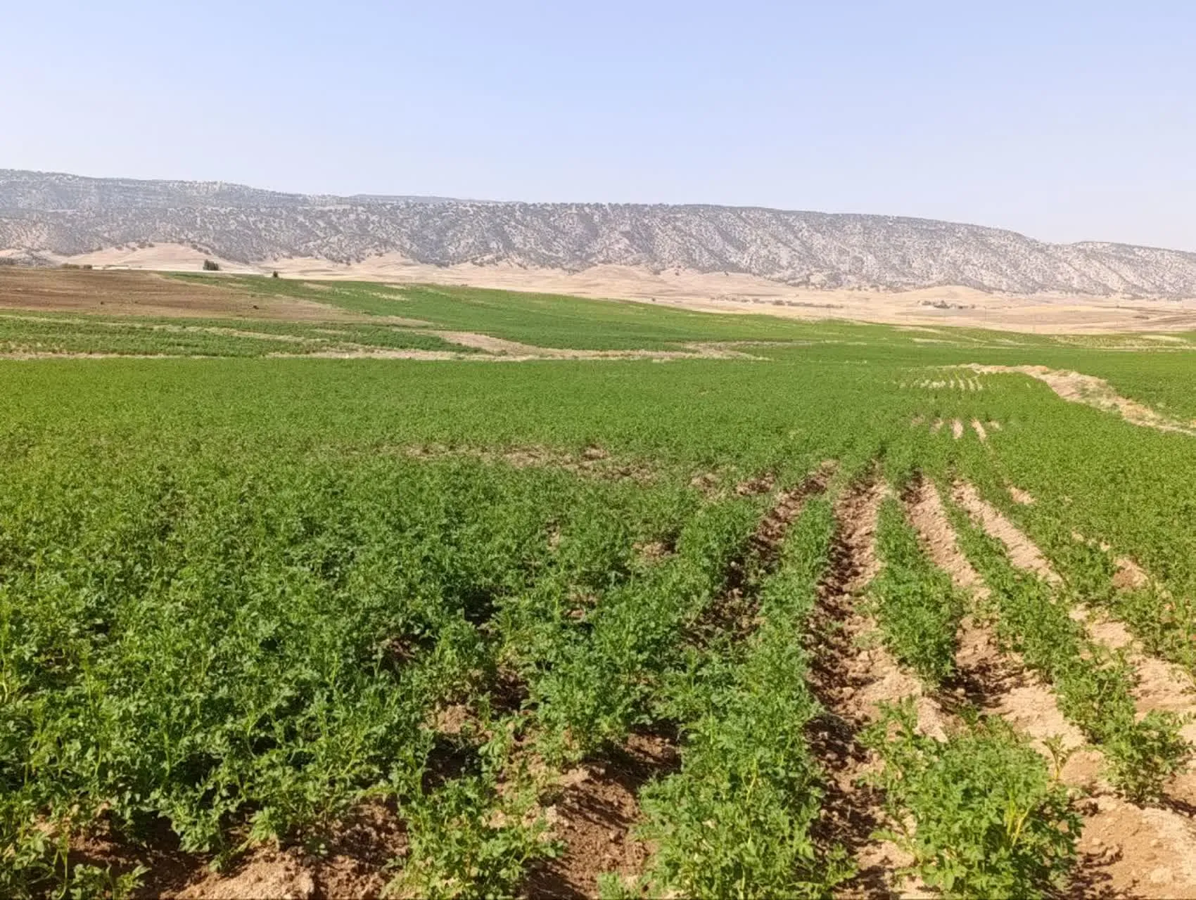 رشد ۲۳۳ درصدی تولید بذر سیب‌زمینی در ایلام؛ پیش‌بینی تولید ۲ هزار تن بذر گواهی‌شده