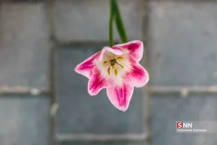 فصل بهار و میهمانی لاله ها