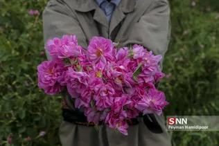 گل محمدی