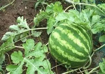 شمارش معکوس برای اعلام تعرفه صادرات محصولات جالیزی