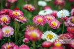 صدای پای بهار