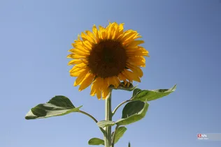 435