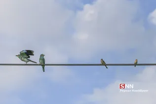 بهار