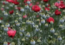 عملیات ضربتی امحای مزارع خشخاش در خوسف