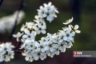 شکوفه های بهاری