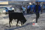 بازار دام
