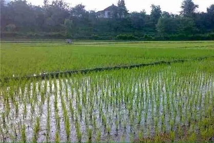 لطمات جبران ناپذیر اغتشاشات اخیر بر کسب مردم و تجارت خارجی ایران