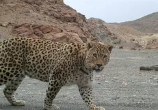 مشاهده و تصویر برداری از یک قلاده پلنگ در فیروزکوه+فیلم