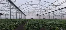 برداشت ۹۴ هزار تن محصولات گلخانه‌ای در سیستان و بلوچستان