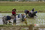 شالی