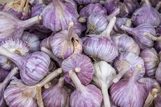 افزایش ۱۰۰ هکتاری سطح زیر کشت سیر در طارم