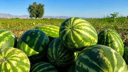 برداشت ۴۵ هزار تُن هندوانه از مزارع اردبیل