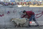 بازار دام
