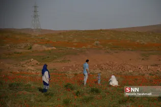 شقایق