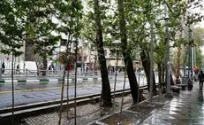 فاز دوم ساماندهی درختان خیابان ولیعصر (عج) آغاز شد
