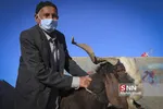 بازار دام