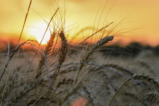 برداشت گندم از مزارع استان گلستان