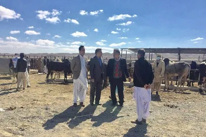 واردات دام سنگین از پایانه مرزی کوهک سراوان آغاز شد