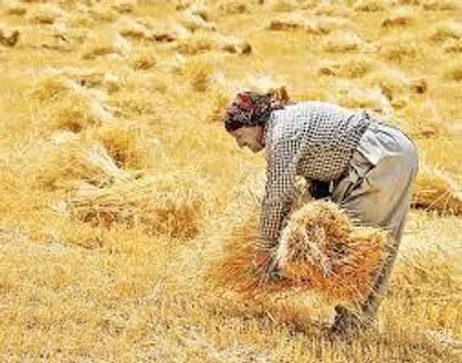 پرداخت طلب گندم کاران کردستانی آغاز شد