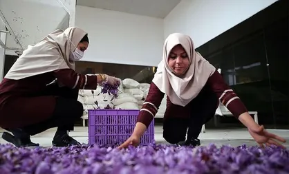 پژوهشگران دانشگاه حکیم سبزواری با ایده فرآوری دارویی زعفران مقام نخست را کسب کردند