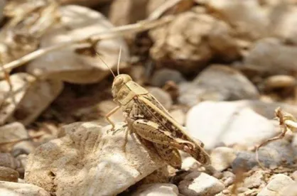 مبارزه با آفت ملخ صحرایی در سطح ۸۴۴۰ هکتار از اراضی انجام شد