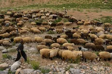 پوریان: ۷.۲ میلیون راس دام مازاد در کشور وجود دارد
