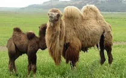 توسعه پرورش شتر دوکوهانه در طرح مشترک ایران و فائو