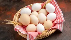 تولید تخم مرغ ۵ درصد کاهش یافت