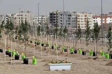 کاشت ۳۳ هزار در نهال در معابر عمومی شهر مشهد