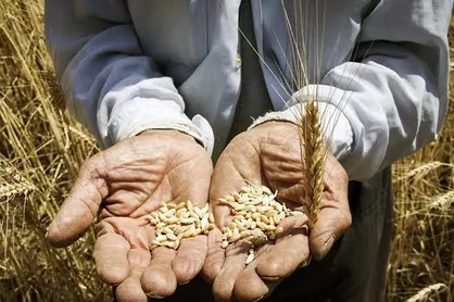مطالبات گندم&zwnj;کاران اردبیل تا پایان شهریور پرداخت می&zwnj;شود