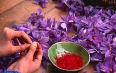 تولید زعفران ایران به نصف رسید