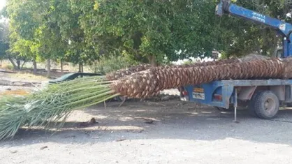 فروش نخل&zwnj;ها به بهانه بی آبی!