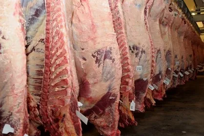 قیمت گوشت شترمرغ اعلام شد