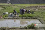 شالی