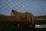 اسب ترکمن