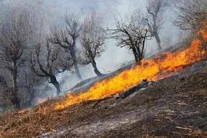 ۶ هکتار از جنگل&zwnj;های منج در آتش سوخت