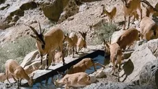 ورود دام به پارک ملی بمو ممنوع شد