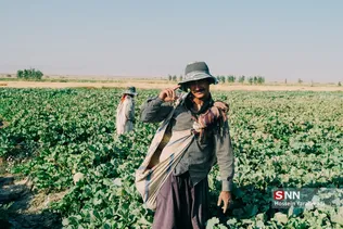 برداشت طالبی از مزارع قم