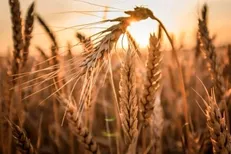 اختصاص ۲۵۰ همت برای خرید تضمینی گندم در بودجه ۱۴۰۴