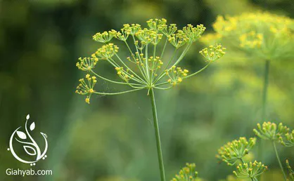 خواص رازیانه در طب سنتی
