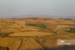 برداشت گندم