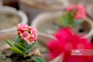 صدای پای بهار