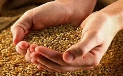 گندم&zwnj; روسیه هفته آینده راهی ایران می&zwnj;شود