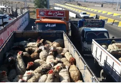 کشف ۱۱۵ راس گوسفند قاچاق در آذربایجان&zwnj;غربی