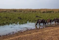 هماهنگی‌های لازم با حوزه مرکزی و بالادست کارون برای انتقال مازاد آب به سمت کرخه صورت گرفته است
