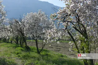 شکوفه های بهاری منطقه مهارلو استان فارس